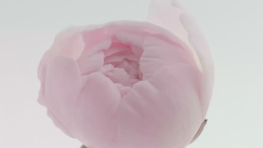 
                  
                    Load and play video in Gallery viewer, Restore Tulipia All-Purpose Rescue Cream
                  
                
