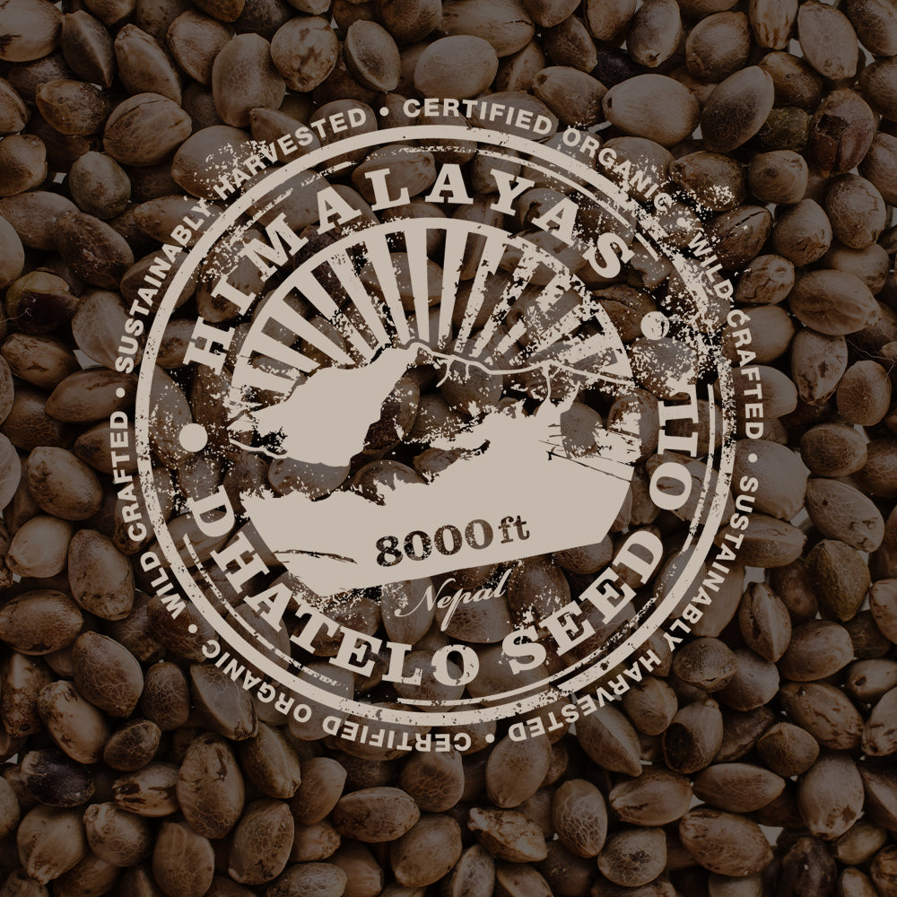 Himalayan Dhatelo Seed Oil